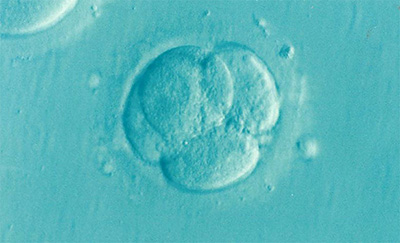 范雨素寒门育儿教育的启示的简单介绍